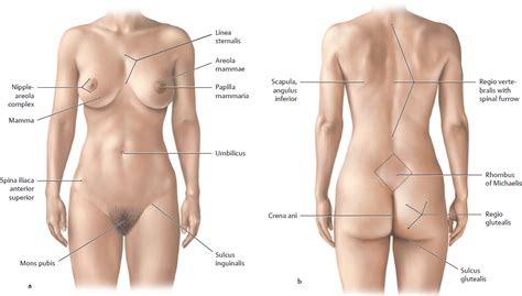 Anatomy Of The Female Human Body SexiezPix Web Porn