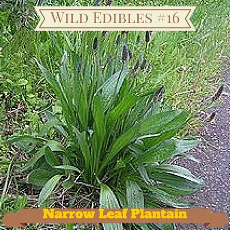 Wild Edibles 16 Narrow Leaf Plantain Plantains Wild Edibles