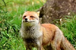 Abe's Animals: Japanese fox