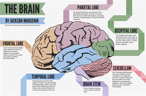 Brain Infographic Anatomical Infographics Pinterest Brain