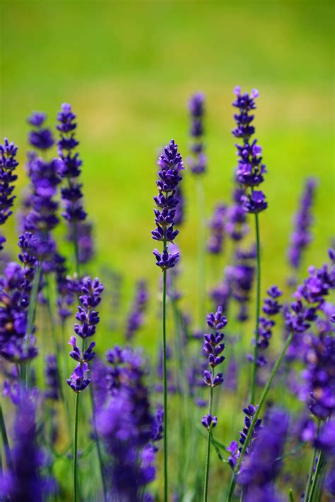 Purple Flowering Plant · Free Stock Photo