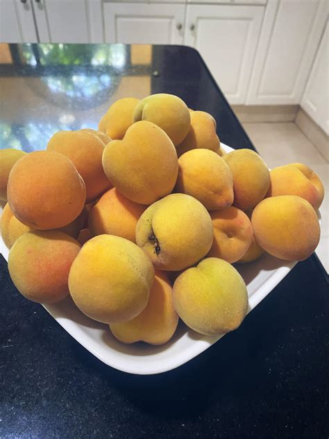 Today I Collected These Delicious Peaches From My Garden 🍑🍑🍑🌿😋 R