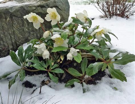 Nov 11, 2020 · these dainty flowers are some of the earliest perennials to bloom in late winter to early spring, depending on where you live. Take Advantage of Winter Blooms for Your NJ Landscaping ...