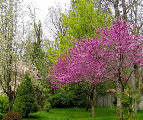 How Long Does It Take For A Redbud Tree To Bloom Indoor Garden Tips