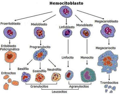 Sangre Y Hematopoyesis Funciones De Macrandoacu