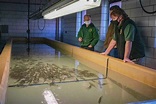 Arctic grayling transferred to Marquette State Fish Hatchery in ...