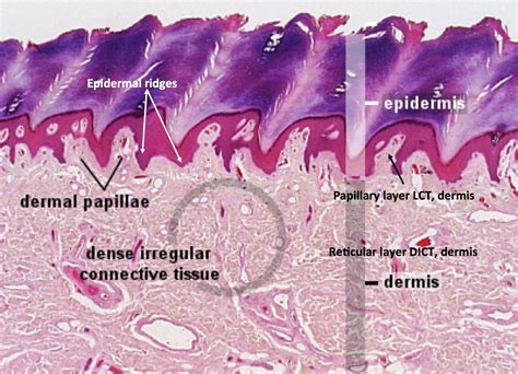 Labeled Histology Slides Histology Slides Thick Skin Anatomy And