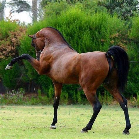 Tickled Fancy Beautiful Arabian Horses Beautiful Horses Horses