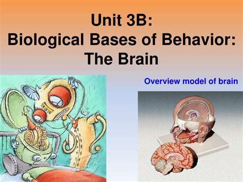 Ppt Unit 3b Biological Bases Of Behavior The Brain Powerpoint