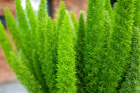 How To Grow And Care For Foxtail Fern