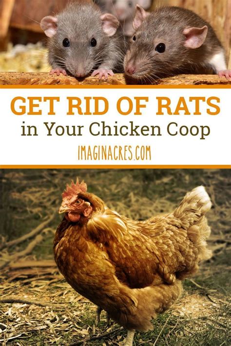 How To Get Rid Of Rats In Your Chicken Coop Chicken Coop Getting Rid