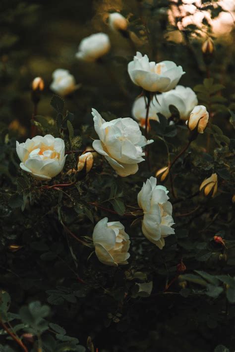 تفسير حلم الورد الأبيض في المنام مجلة سيدتي