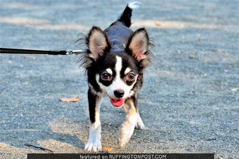 Pin On Chihuahua Pictures