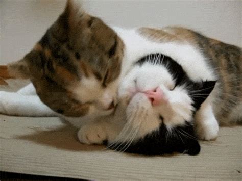 Adorable Cat Gifs