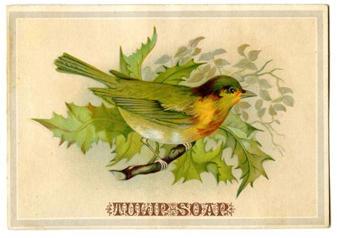 Vintage Advertising Graphic Bird On Holly Branch The