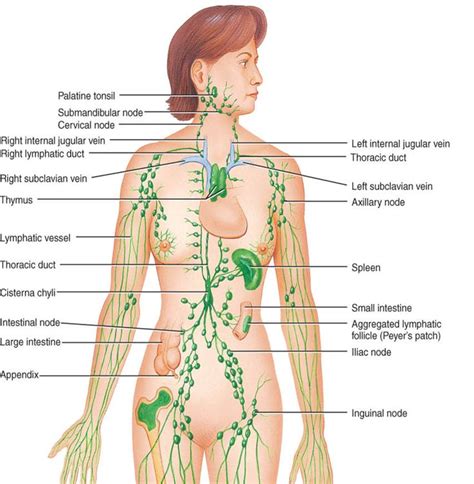 Find out causes, symptoms, diagnosis and treatment in ayurveda. Lymph Nodes