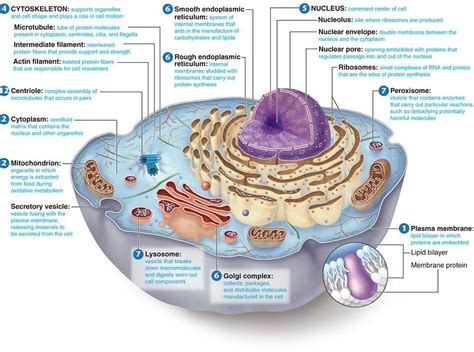 An animal cell is defined as the basic structural and functional unit of life in organisms of the kingdom animalia. Biology 141 Inside the Cell (7) at Brooklyn Technical High School - StudyBlue