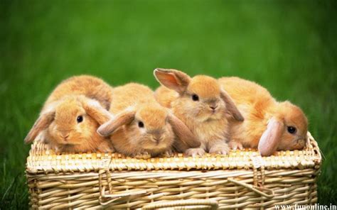 47 Cute Baby Bunnies Wallpaper On Wallpapersafari