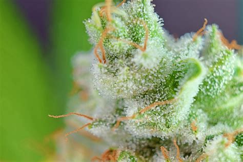 California Orange Seedsman Cannabis Strain Info