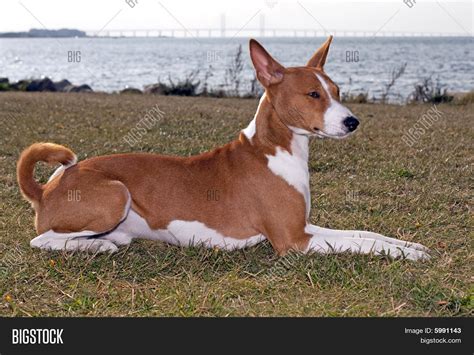 Basenji Dog Image And Photo Free Trial Bigstock