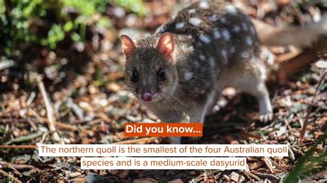Northern Quoll Facts You Wont Believe Youtube