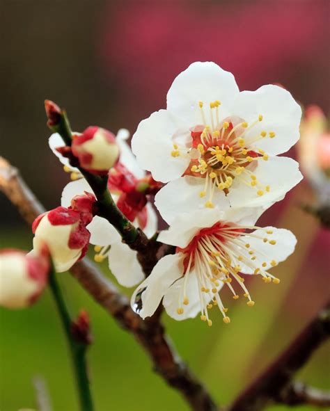 Landscape Photography Plum Blossoms