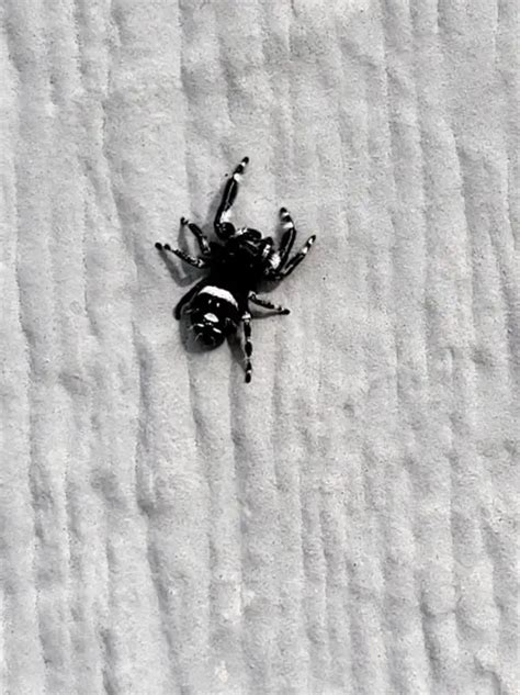 Phidippus Regius Regal Jumping Spider Usa Spiders