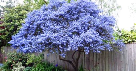 40 Beautiful Flowering Trees Ideas For Yard Landscaping