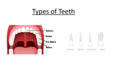 Human Teeth Teeth Type Teeth Functions Youtube
