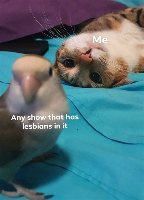 I Made A Meme Out Of My Kitty And Birb From Ractuallesbians Lesbian Humor Lgbtq Funny Lgbt