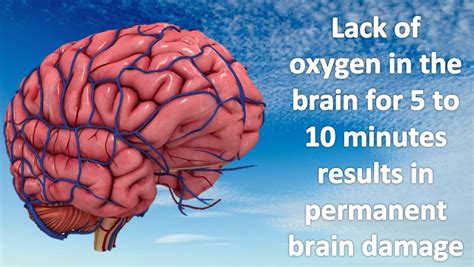 Oxygen In The Brain Dyk34 Omnia Training Solutions