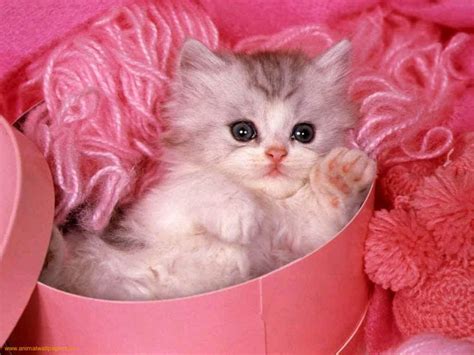 Free Download Download Cute Kitten Wallpaper Pictures In High