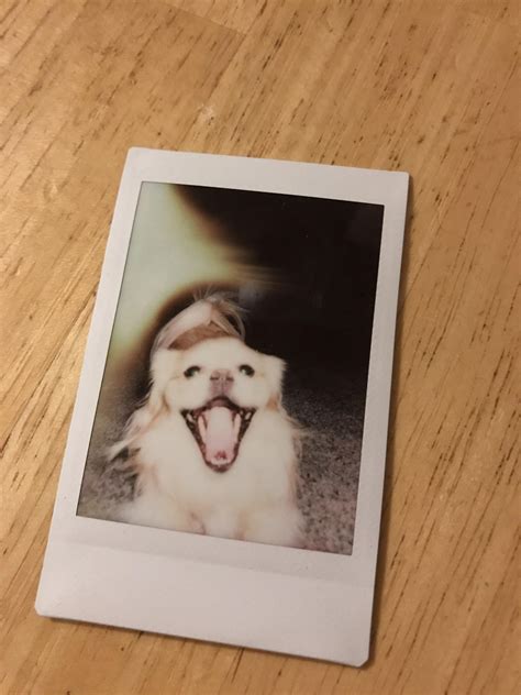 Just Got This Polaroid Of My Dog In A T Exchange He Said Aaa R