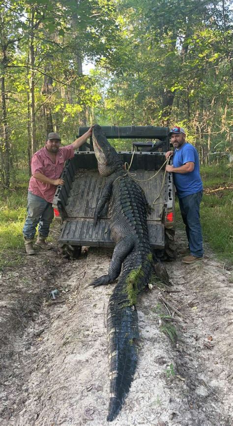 Texas Man Catches 13 Foot Alligator To Open Hunting Season