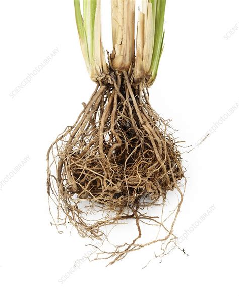 Vetiver Grass Roots Stock Image C0226976 Science Photo Library