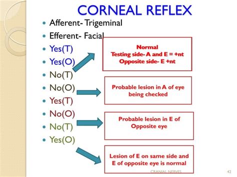 Cranial Nerve Assessmentsimple And Easy To Perform For Medics And
