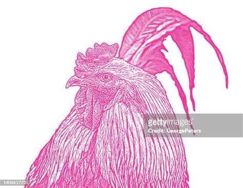 Beautiful Cocks High Res Illustrations Getty Images