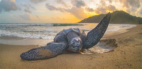 Why Leatherback Turtles Are The Most Endangered Turtles On Earth