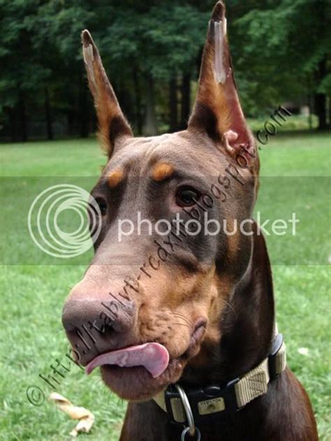 Posting Techniques And Outcomes Doberman Forum Doberman Breed