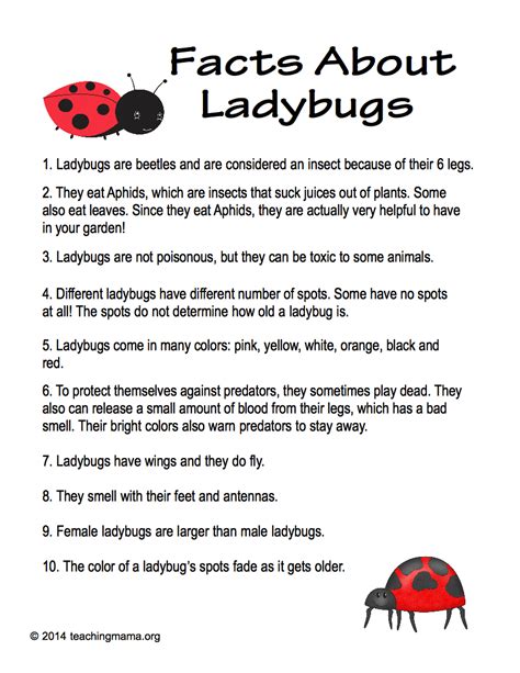 Facts About Ladybugs Teaching Mama Ladybugs Preschool Facts For