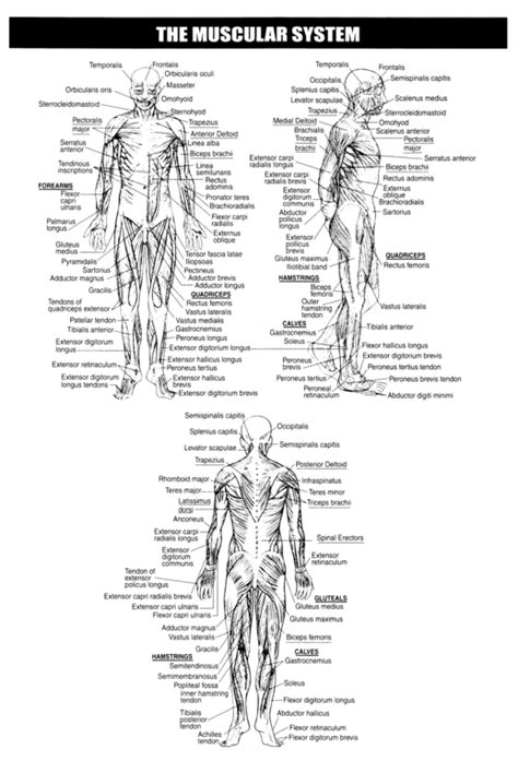 Muscular System Worksheets Skeletal System Muscular