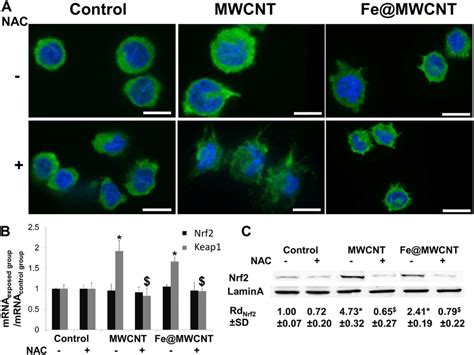 Mwcnts Induce An Oxidative Stress Dependent Nuclear Translocation Of Download Scientific