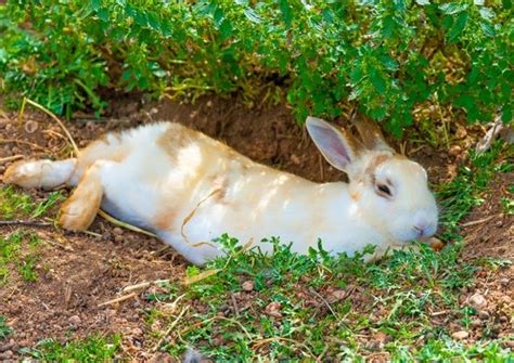How Do You Know When A Rabbit Is Sleeping — Rabbit Care Tips