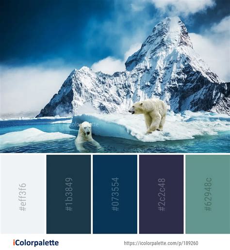 Color Palette Ideas From Polar Bear Arctic Image Icolorpalette