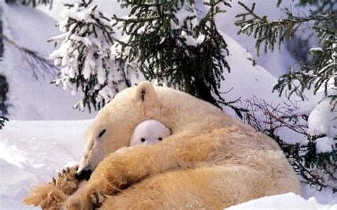 Wallpaper Snow Winter Wildlife Polar Bears Baby Animals Arctic