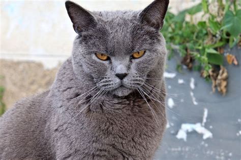 9 Ras Kucing Berwarna Abu Abu Yang Lucu Dan Menggemaskan Halaman All