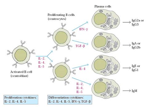 Antibody Producing Cell