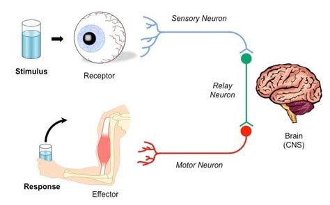 Biol The Nervous System In Human Biology Nervous System Reflex Arc