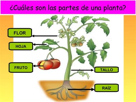 Las Plantas Y Sus Partes