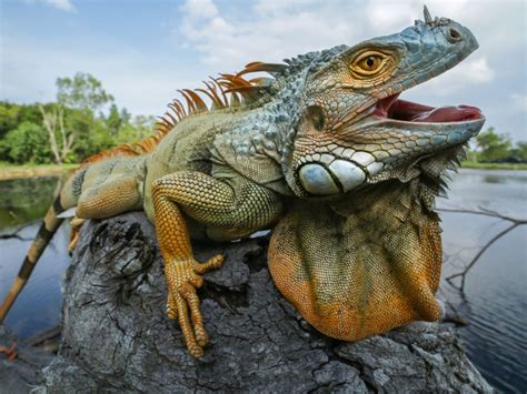 Warna primer, warna sekunder, dan warna campuran atau warna tersier. Inilah jenis-jenis Iguana yang ada di Indonesia - Info ...